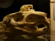 Capybara (Hydrochoerus hydrochaeris) and Guinea Pig (Cavia porcellus) skulls