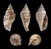 Little Bear Conch, Length 4,8 cm; Southwest Coast of Koh-Phangan Island, Thailand; Shell of own collection, therefore not geocoded. Dorsal, lateral (right side), ventral, back, and front view. Deutsch: Länge 4,8 cm; Herkunft: Südwestküste der Insel Koh-Ph