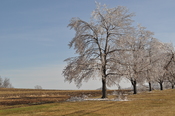 English: Trees encased in ice after a winter storm along in .
