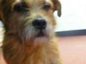 Archie at the Wood Green vets (blurred)