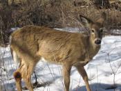 White-tailed deer in Toronto, Canada