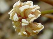 Amborella trichopoda : Amborellaceae is considered the sister family of all flowering plants (magnified image)