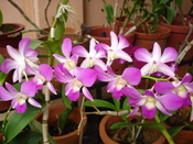 മലയാളം: orchids are the largest and most diverse of flowering plants