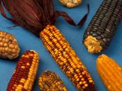 Examples of the diversity of maize.