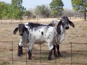 English: Brahman calves