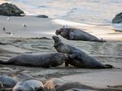 These alpha males elephant seals battle over territory.  from sequence of 13 images over 8 minutes