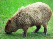 English: Photo of a Capybara, formatted (and sized) as a widescreen computer desktop background.