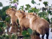 Young Capybara (Capivara in Portuguese) (Hydrochoerus hydrochaeris) Fazenda do Rio Negro, Pantanal, Brazil. Photographed on 8 August 1977