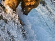 English: Grizzly Bear (Ursus arctos horribilis) catching salmon at Brooks Falls in Katmai National Park, Alaska.