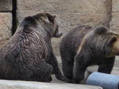 The two Grizzly bears in the Bear Country section of the San Francisco Zoo.