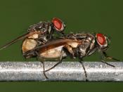 English: Houseflies Musca domestica mating. Picture taken In Dar es Salaam, Tanzania