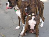 Boxers with natural and cropped ears and docked tails