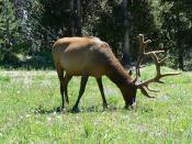 Male Elk in yellowstone wyoming