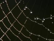 English: Dew on a spider's web in the morning. Français : Rosée sur une toile d'araignée au levé du soleil. Русский: Утренняя роса на паутине.