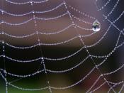 English: Spider web covered with dew