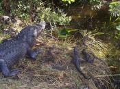 English: A picture taken in Everglades National Park by me. Alligator Italiano: Alligatoridae Nederlands: Alligatorinae Русский: Эверглейдс_(национальный_парк)