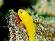 Yellow Clown Goby, North Sulawesi