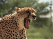English: CCF's Cheetah Ambassador, Chewbaaka, yawning. Author: P. Tricorache. http://www.geocities.com/crocsetal/