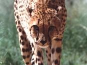 English: One of the non-releasable cheetahs residing at CCF. Author: P. Tricorache.