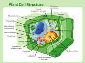 Plant cell structure (Eukaryotic cells)