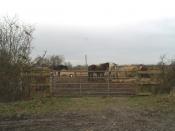 English: High fibre diet. Horses in the field east of Little Wood End Farm.