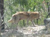 This Dingo wandered through looking for a meal. The tail shows it is a Dingo but it has been suggested that the colouring is incorrect and it is probably crossbred with a domestic dog. Could be Canis lupus dingo or maybe C. familiaris dingo due to the bre