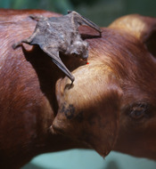 English: A Common Vampire Bat, Desmodus rotundus, feeding on an animal. Showcase of taxidermied animals, Natural History Museum, Vienna.
