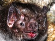 English: The common vampire bat, Desmodus rotundus (Mammalia: Chiroptera: Phyllostomidae: Desmodontinae).