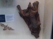 English: Taxidermied Common Vampire Bat (Desmodus rotundus) and Philippine Flying Lemur (Cynocephalus volans) at the Natural History Museum in London. Magyar: Kitömött rőt vérszopó denevér (Desmodus rotundus) és repülőmaki (Cynocephalus volans) a londoni 