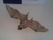 English: Taxidermied Common Vampire Bat (Desmodus rotundus) at the Natural History Museum in London. Magyar: Kitömött rőt vérszopó denevér (Desmodus rotundus) a londoni Természettudományi Múzeumban.