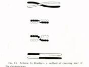 Thomas Hunt Morgan's illustration of crossing over, part of the Mendelian-chromosome theory of heredity