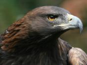 Description: The Golden Eagle Aquila chrysaetos is one of the best known birds of prey in the Northern Hemisphere. Like all eagles, it belongs to the family Accipitridae