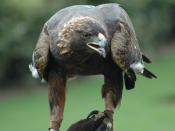 English: Nova - an American golden eagle in the care of the Southeastern Raptor Rehabilitation Center at Auburn University