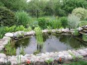 A picture of a pond in a residential garden.
