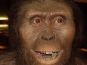 (Cropped) Reproducció d'una Australopithecus afarensis a Cosmocaixa, Barcelona, Catalunya.