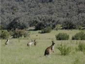 English: Kangaroos eating pasture