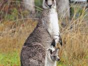 Female Eastern Grey with mature joey in pouch