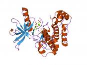 English: Cartoon representation of the molecular structure of protein registered with 2auh code. Deutsch: Grafik des Molekularstruktur von jenem Protein, das mit 2auh code registriert ist. Plattdüütsch: Grafik, de de Molekularstruktur von dat Protein wies