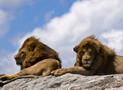 English: Close-up on a pair of male lions basking in the sun on a rocky outcrop in the Serengeti National Park, Tanzania Español: Acercamiento a un par de leones machos tomando el sol en un afloramiento rocoso en el Parque Nacional de Serengeti, Tanzania
