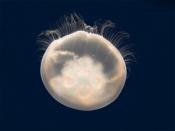 An adult Aurelia jellyfish which loggerheads eat during migration through the open sea