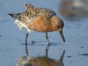 Commercial shellfish dredging in the Dutch Wadden Sea led to declines in both the quality and amount of the red knot's food resources, causing the population to crash.