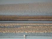English: Roost of wading birds (mostly Red Knot Calidris canutus and Bar-tailed Godwit Limosa lapponica) on The Wash at Snettisham, Norfolk, England