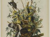 Brooklyn Museum - Mocking Bird - John J. Audubon