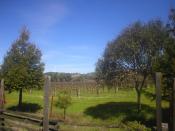 English: Winery in Mendocino along route 123