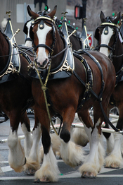The Budweiser Clydesdales at the 2008 South Boston St. Patrick's Day Parade.