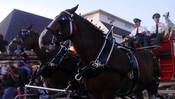 budweiser clydesdales at the morton pumpkin festival