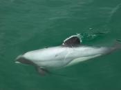 Hector's dolphins have a unique rounded dorsal fin.