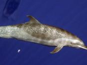 Stenella sp. Pantropical Spotted Dolphin = Category:Stenella attenuata