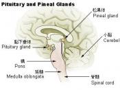 Illu pituitary pineal glands ja