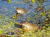 English: Frogs in our pond - 1 The mating season is here and for a whole week our small pond has been a frenzy of activity and much croaking. Following the severe 2009-10 winter and stories that it had devastated the frog population, this is a welcome sig